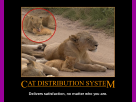 Cat Distribution System
